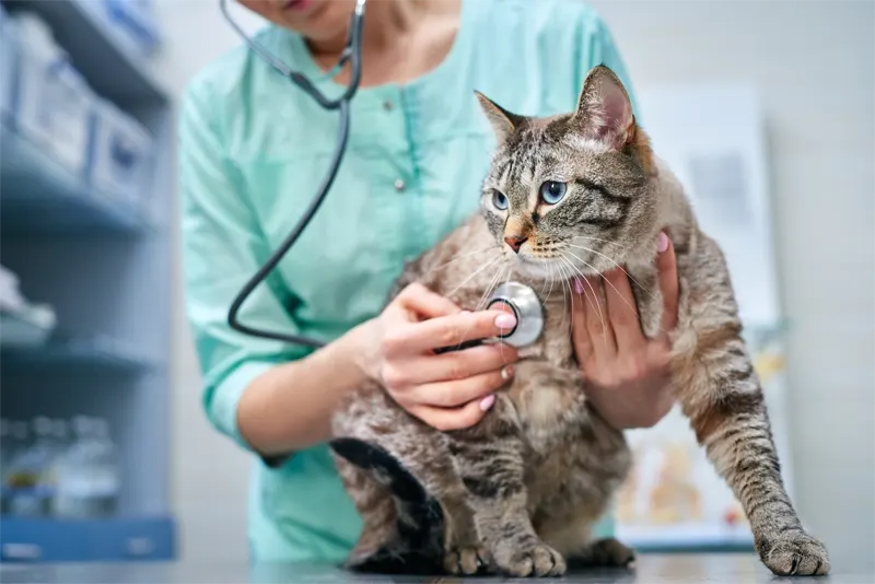 Streamlined IT Operations For Vet Clinic Acquisition Group